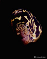 Im sure everyone is tired of my eel shots but 1 more. This photo was taken in Cozumel in 2006. Ill be there next Saturday for a week. I found this one while studying my shots from the last trip so I can improve this trip. This is a Chainl Moray. 